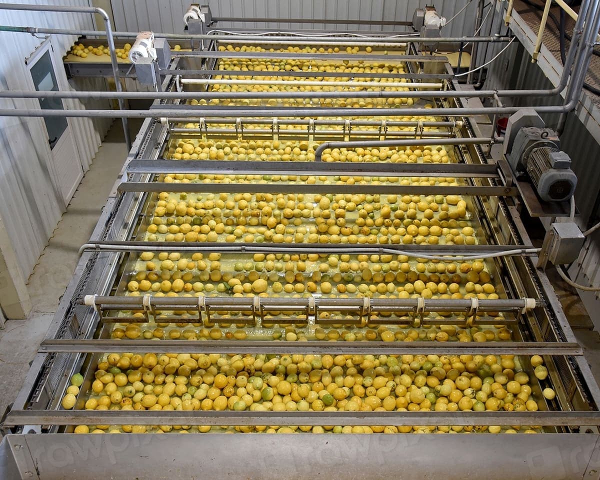 Citrus fruit moving along a food processing line